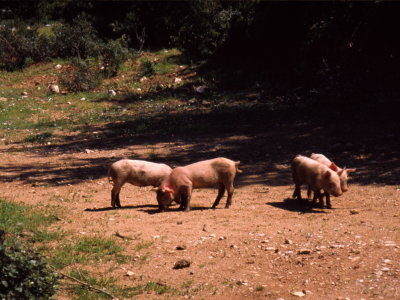 Sardinia, Italy (Apr - May 1999)