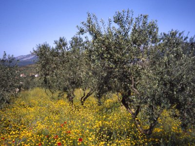Flowers and olive trees