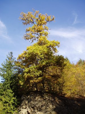 Tree on hill top