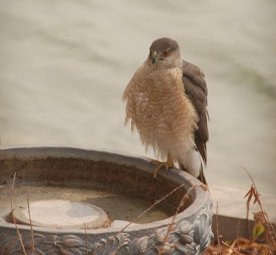 Cooper's Hawk