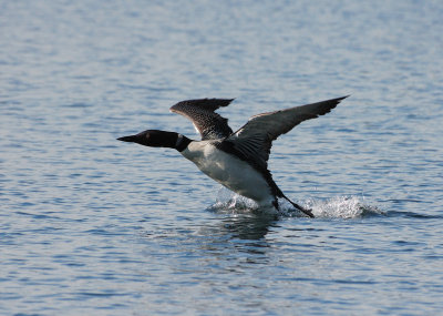 loon taking off