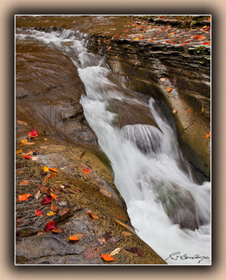 Fallen Leaves by Stream