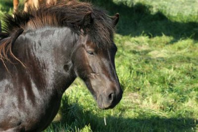 04_Animal_02.jpg