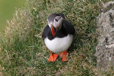 05_Animal_04.jpg