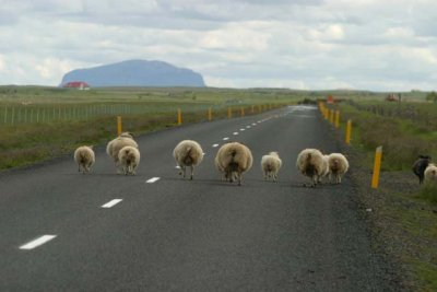 05_Animal_08.jpg