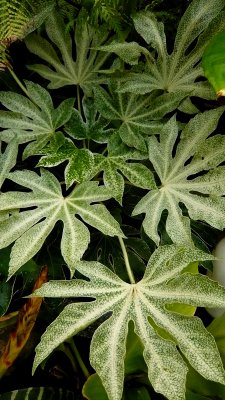 Fatsia Japonica 'spiders web'