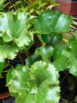 Farfugium Japonicum 'crispatum'