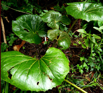 Farfugium Japonicum 'giganteum'