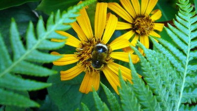 Ligularia flower