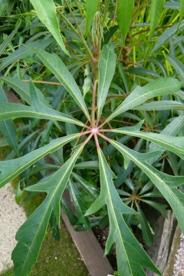 Schefflera taiwaniana