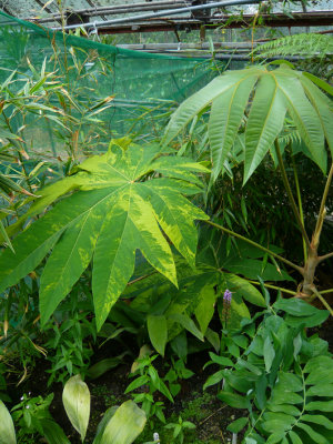 Variegated tetrapanax leaf