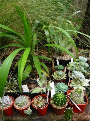Succulent pots with Setaria aff. palmifolia