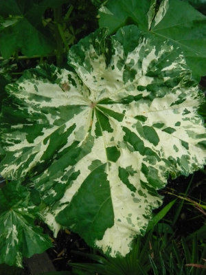 Lavatera Arborea 'Variegata' (leaf detail)