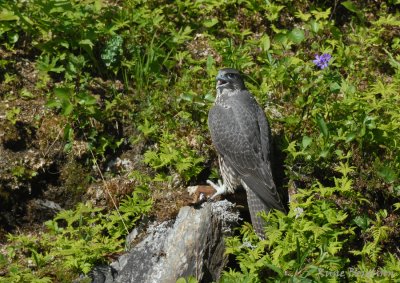 Gyrfalcon / Falco rusticolus / Jaktfalk