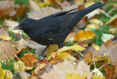 Blackbird / Turdus merula / Koltrast