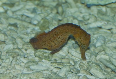 Seahorse, Newquay Sealife Centre