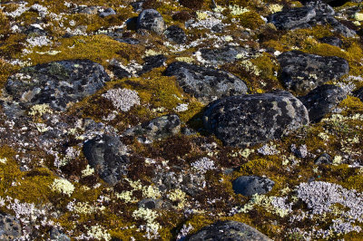 North Pole & Franz Josef Land expedition (7-20 July 2008)