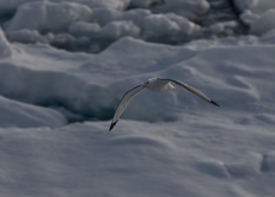North Pole & Franz Josef Land expedition (7-20 July 2008)