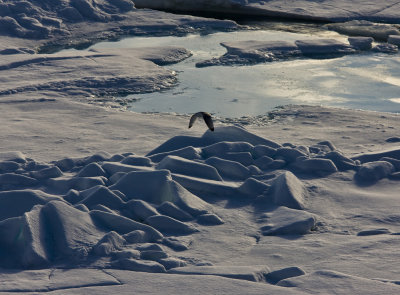 North Pole & Franz Josef Land expedition (7-20 July 2008)