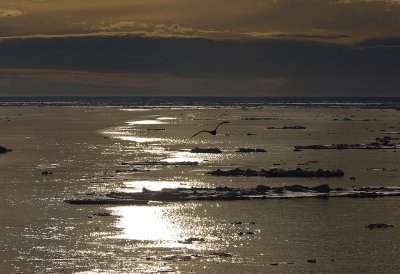 North Pole & Franz Josef Land expedition (7-20 July 2008)