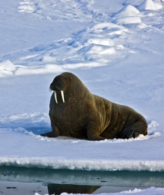 North Pole & Franz Josef Land expedition (7-20 July 2008)