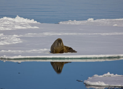 North Pole & Franz Josef Land expedition (7-20 July 2008)