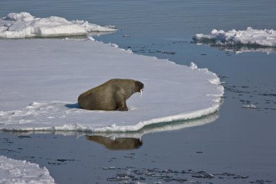 North Pole & Franz Josef Land expedition (7-20 July 2008)