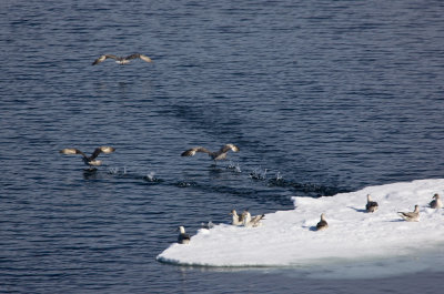 North Pole & Franz Josef Land expedition (7-20 July 2008)