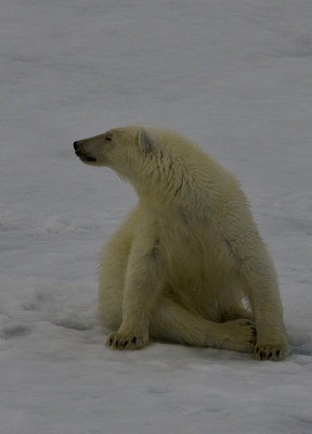 North Pole & Franz Josef Land expedition (7-20 July 2008)