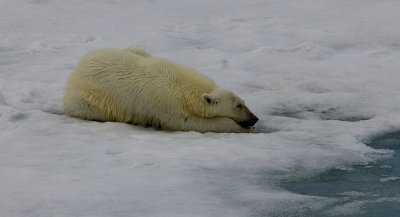 North Pole & Franz Josef Land expedition (7-20 July 2008)