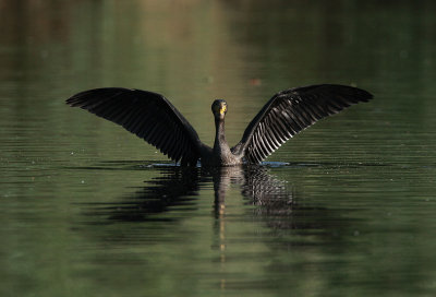 Cormorant flies off