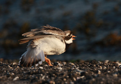 Ringed plover