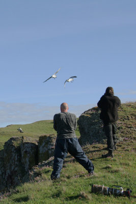 Photographing flying Fulmar