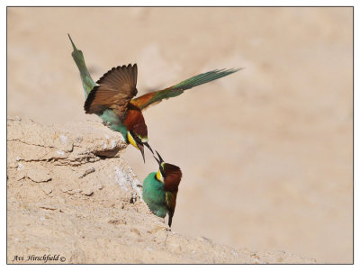 (European)  Bee-eater   Merops apiaster