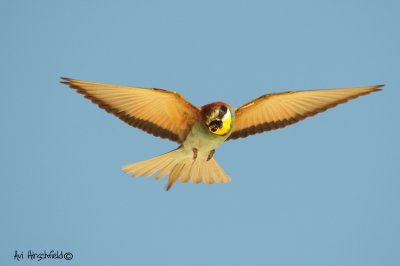 Bee eater (Merops apiaster)Flying food.jpg