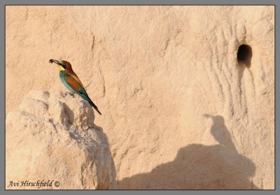 Bee eater (Merops apiaster)Shadow by nest.jpg