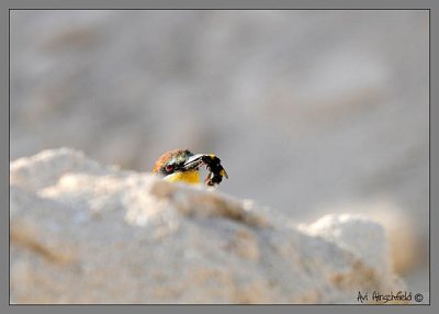 Bee eater (Merops apiaster)What me worry.jpg