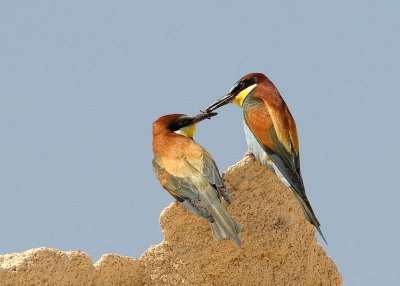 Bee eater (Merops apiaster)some food for you.jpg