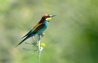 Bee eater (Merops apiaster)Through the trees.jpg