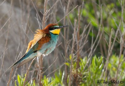 Bee eater (Merops apiaster)on a branch.jpg