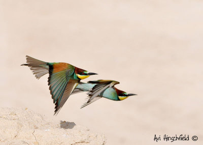 Bee eater (Merops apiaster)Low Altitude_resize.jpg