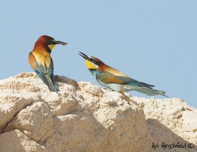 Bee eater (Merops apiaster) Gimme some.jpg