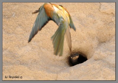 Bee eater (Merops apiaster)Snake in Hole.jpg