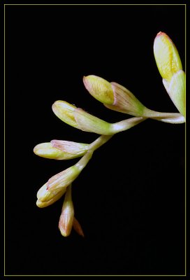 Fresias