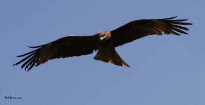 Black kite in flight, Pahelgam