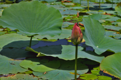 Lotus Bud and pads, Manasbal Lake