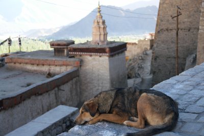 Nap Time at Leh Palace, Leh, Ladakh