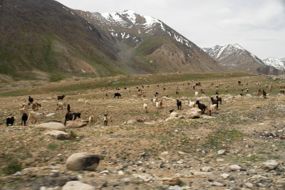 Sheep from Roadside, Ladakh