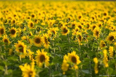 Sunflowers