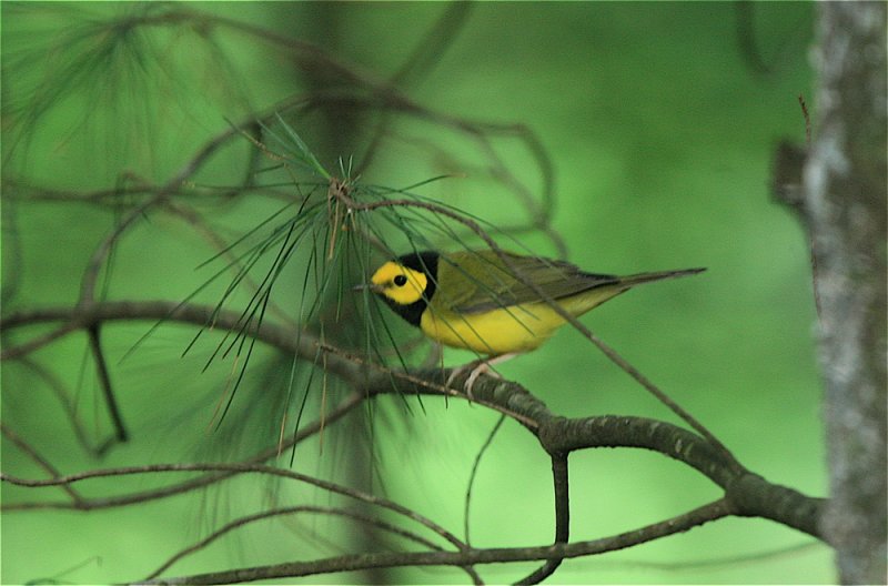 HOODED WARBLER